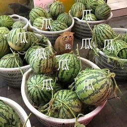 娱乐里的瓜还没吃就分,未尝先知，揭秘明星幕后故事  第3张