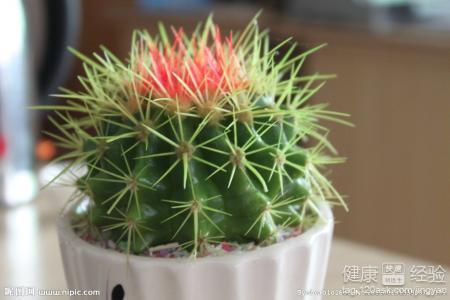 仙人球吃瓜娱乐,瓜果乐园的奇幻之旅  第2张