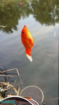 娱乐吃瓜酱飞鸟与鱼,娱乐吃瓜酱的甜蜜邂逅  第3张