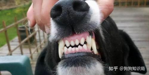 娱乐吃瓜酱狗带上牙,狗带上牙的神秘魅力揭秘  第2张
